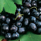 Grapes - Sharad Seedless, 500 gm , 1 kg