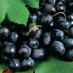 Grapes - Sharad Seedless, 500 gm , 1 kg