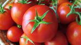 Tomato Hybrid - Grade A