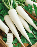 Radish White - Grade A , 500 gm ,1 kg