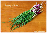 Spring Onion (vasant pyaz) - Fresh , 1 nos
